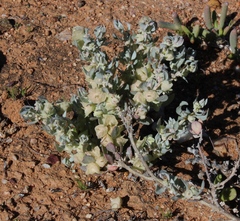 Atriplex lindleyi inflata