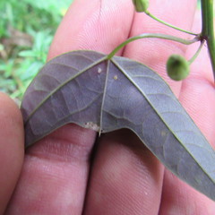 Passiflora erythrophylla