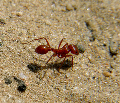 Pogonomyrmex