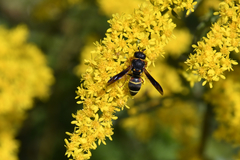 Euodynerus castigatus