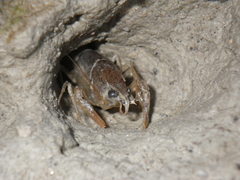 Pacifastacus leniusculus