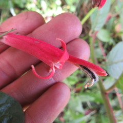 Siphocampylus lasiandrus