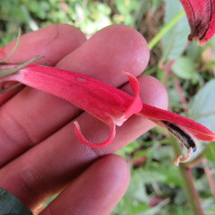 Siphocampylus lasiandrus