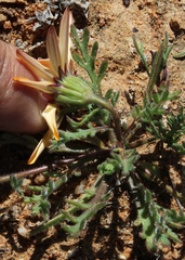 Dimorphotheca pinnata