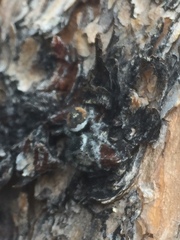 Phidippus tyrrelli