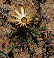 Dimorphotheca pinnata