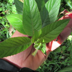 Siphocampylus lasiandrus