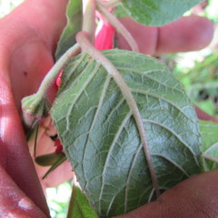 Siphocampylus lasiandrus