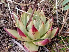 Echeveria agavoides