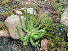 Phemeranthus napiformis