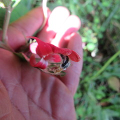 Siphocampylus lasiandrus