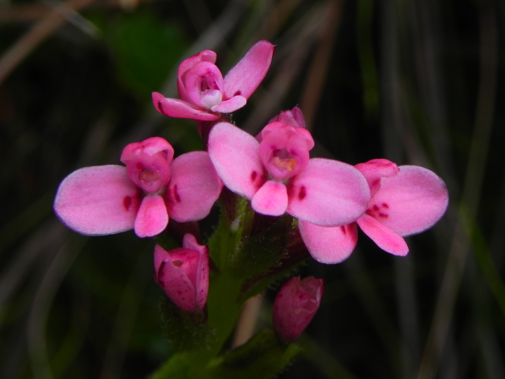Sticky Disa