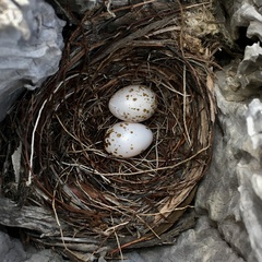 Colluricincla harmonica