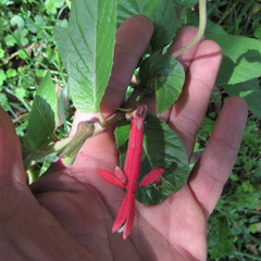 Siphocampylus lasiandrus