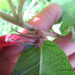 Siphocampylus lasiandrus