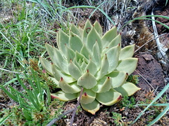 Echeveria agavoides