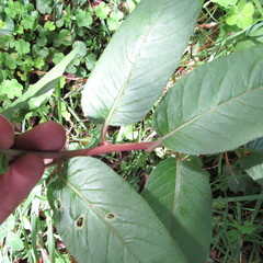 Siphocampylus lasiandrus