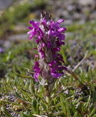 Pedicularis lanata
