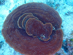 Cribrochalina vasculum