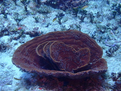 Cribrochalina vasculum