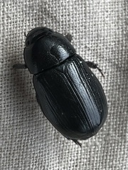 Dyscinetus morator