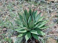 Agave ×