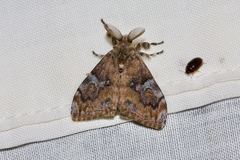 Orgyia papuana
