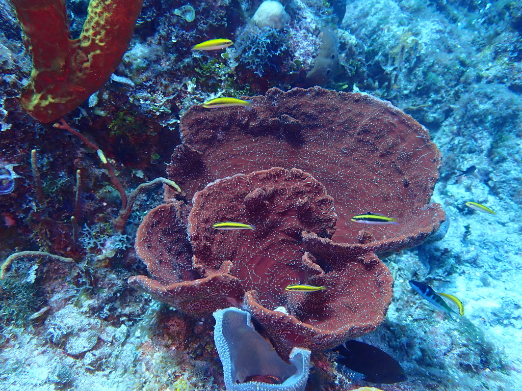 Brown Bowl Sponge