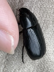 Dyscinetus morator
