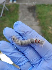 Phyllodesma americana