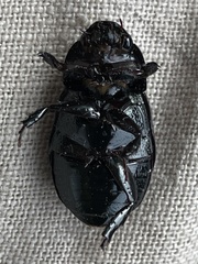 Dyscinetus morator