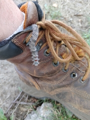 Phyllodesma americana