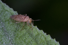 Tropidosteptes