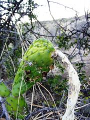 Cactoblastis cactorum