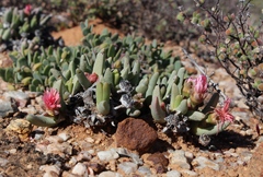 Cephalophyllum tricolorum