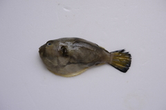 Arothron immaculatus