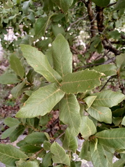 Quercus potosina