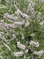 Lavandula