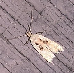 Dichomeris bilobella