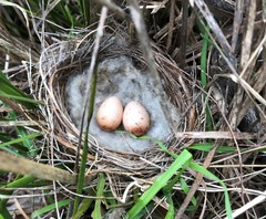 Phylidonyris novaehollandiae