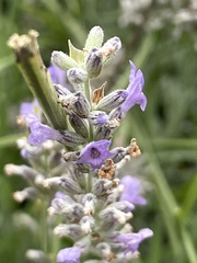Lavandula