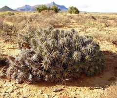 Euphorbia ferox