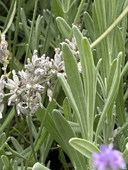 Lavandula