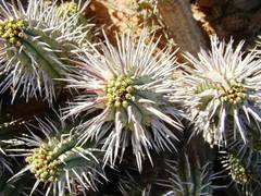 Euphorbia ferox