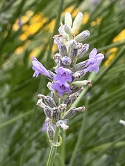 Lavandula
