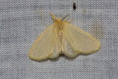 Euproctis lutea