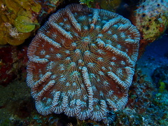 Mycetophyllia