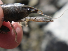 Pacifastacus leniusculus