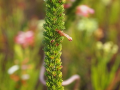 Erica colorans