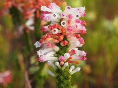 Erica colorans